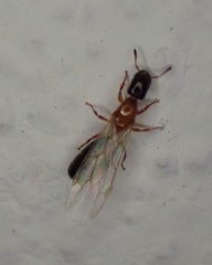 Myrmelachista ramulorum