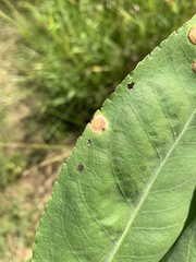 Calycomyza promissa