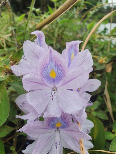common water hyacinth