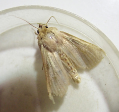 Mythimna ferrago