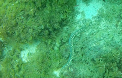 Myrichthys breviceps