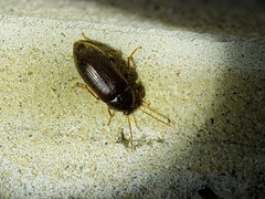 Hymenorus