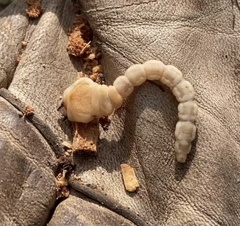 Chalcophora angulicollis