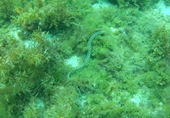 Myrichthys breviceps