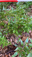 Danae racemosa