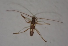 Eburia quadrimaculata