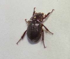 Hybosorinae