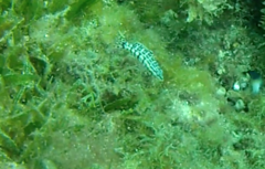 Serranus tigrinus