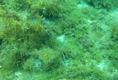 Myrichthys breviceps