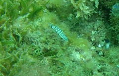 Serranus tigrinus