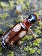Dromius quadrimaculatus