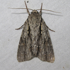 Acronicta texana