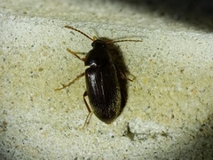 Hymenorus