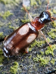 Dromius quadrimaculatus