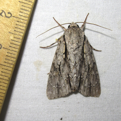 Acronicta texana