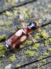 Dromius quadrimaculatus