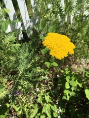 Achillea ageratum