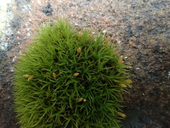 Grimmia trichophylla