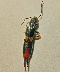 Marava arachidis