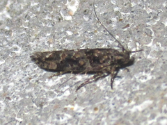 Telphusa perspicua