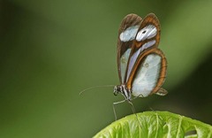 Oleria quintina