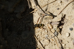 Ancistrocerus lutonidus