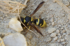 Ancistrocerus lutonidus