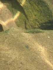 Stiphodon