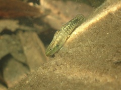 Stiphodon
