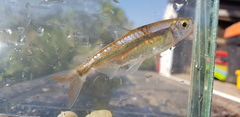 Micralestes acutidens