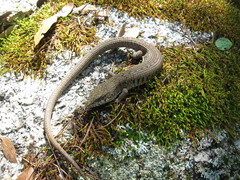 Elgaria paucicarinata