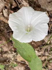 Calystegia spithamaea stans