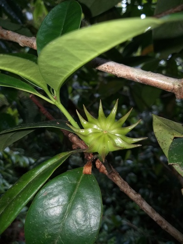Illicium griffithii