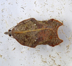 Acleris emargana