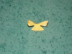 Corymica immaculata
