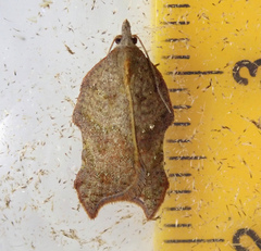 Acleris emargana