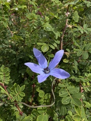 Pseudocodon convolvulaceus