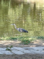 Ardea cinerea