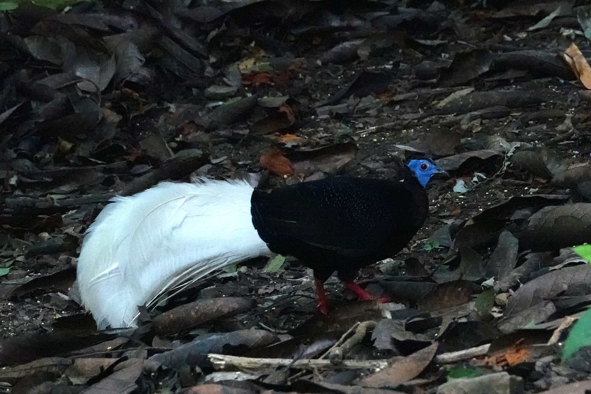 Bulwer's Pheasant illustration