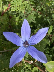 Pseudocodon convolvulaceus