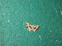 Monocerotesa radiata