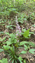 Liriope muscari