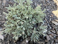 Chaenactis thompsonii