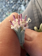 Chaenactis thompsonii