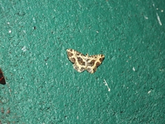 Monocerotesa radiata