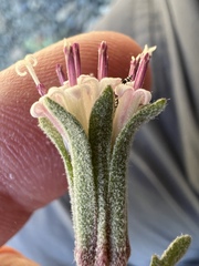 Chaenactis thompsonii