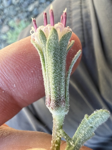 Image of Chaenactis thompsonii by no rights reserved