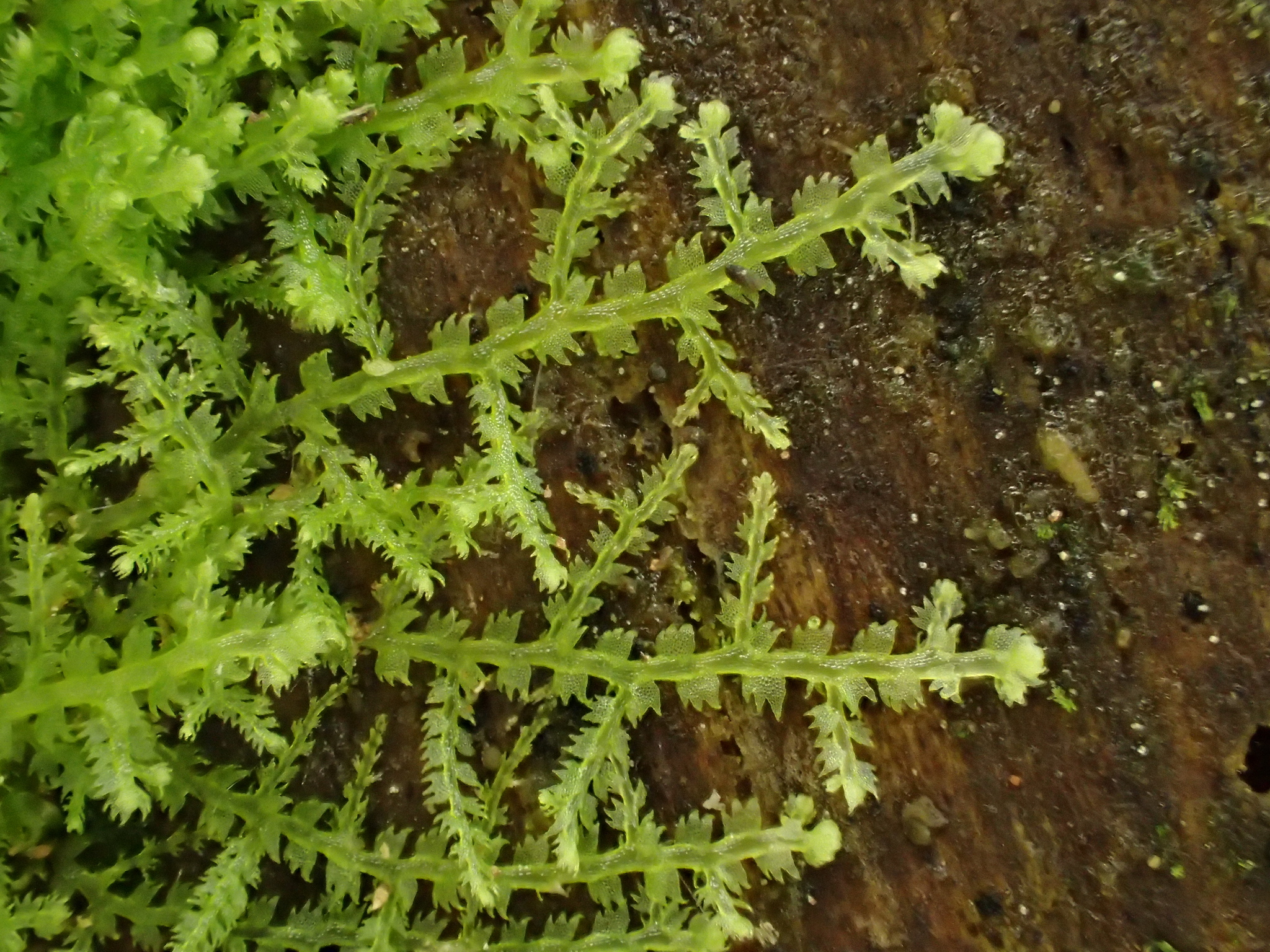 Lophocoleineae