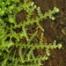 Lepidoziaceae - Photo (c) George Greiff, algunos derechos reservados (CC BY-NC), subido por George Greiff