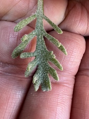 Chaenactis thompsonii